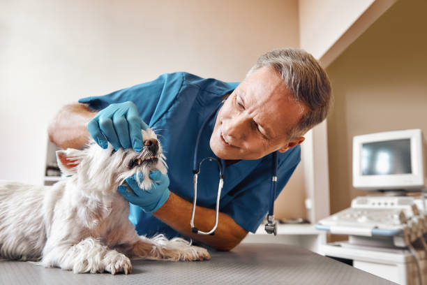 Best Dentist Open Late Near Me  in Vandalia, MO